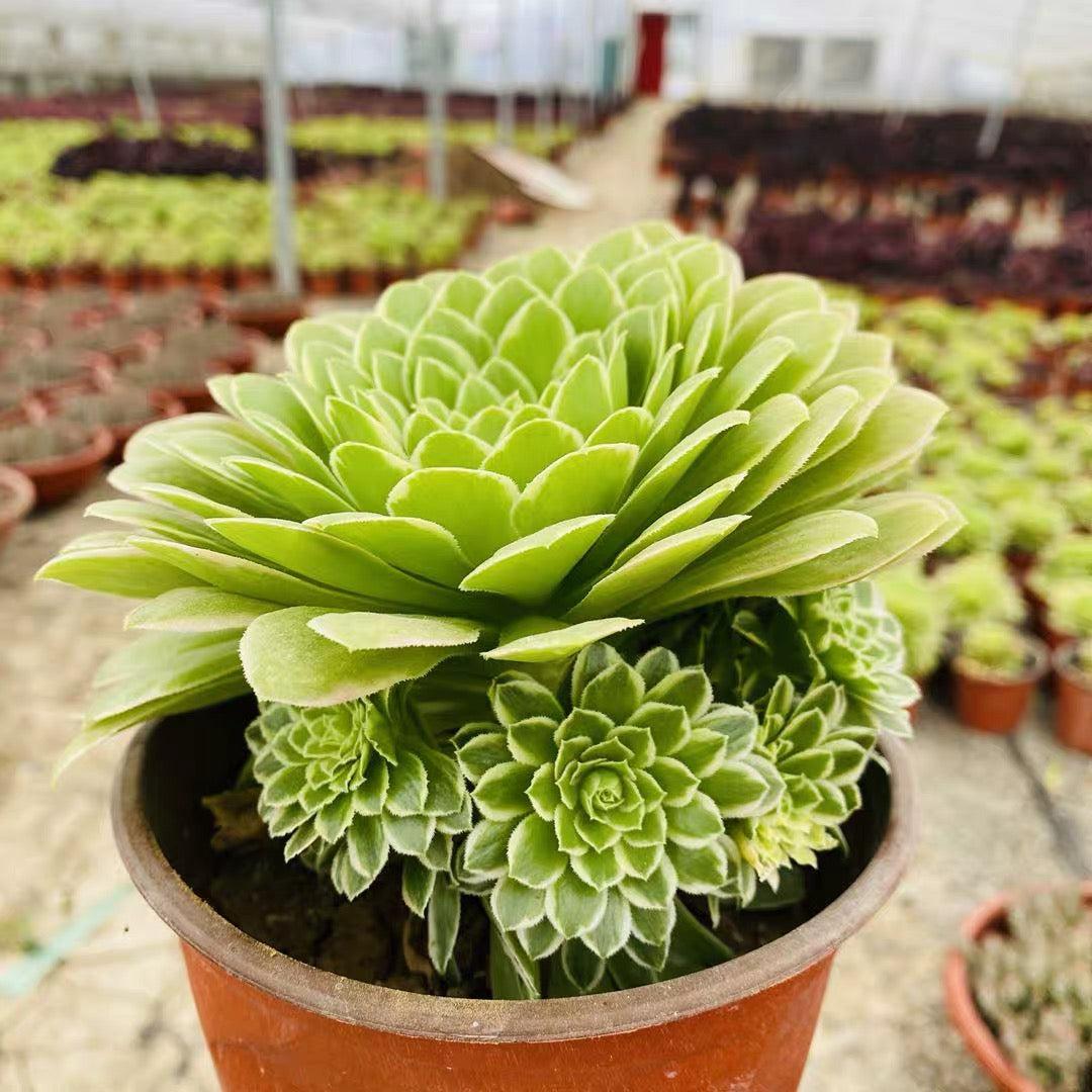 Succulent Aeonium Green White Emerald Rare - View 18 from www redcrocus com