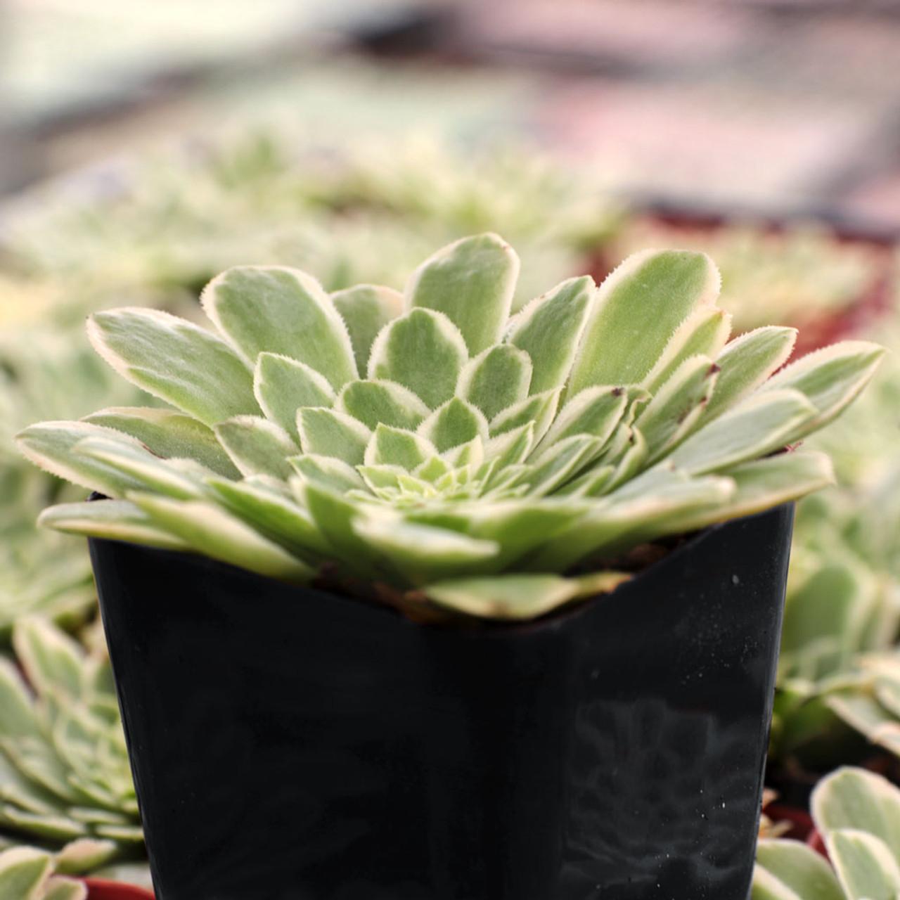 Succulent Aeonium Green White Emerald Rare - View 20 from www redcrocus com