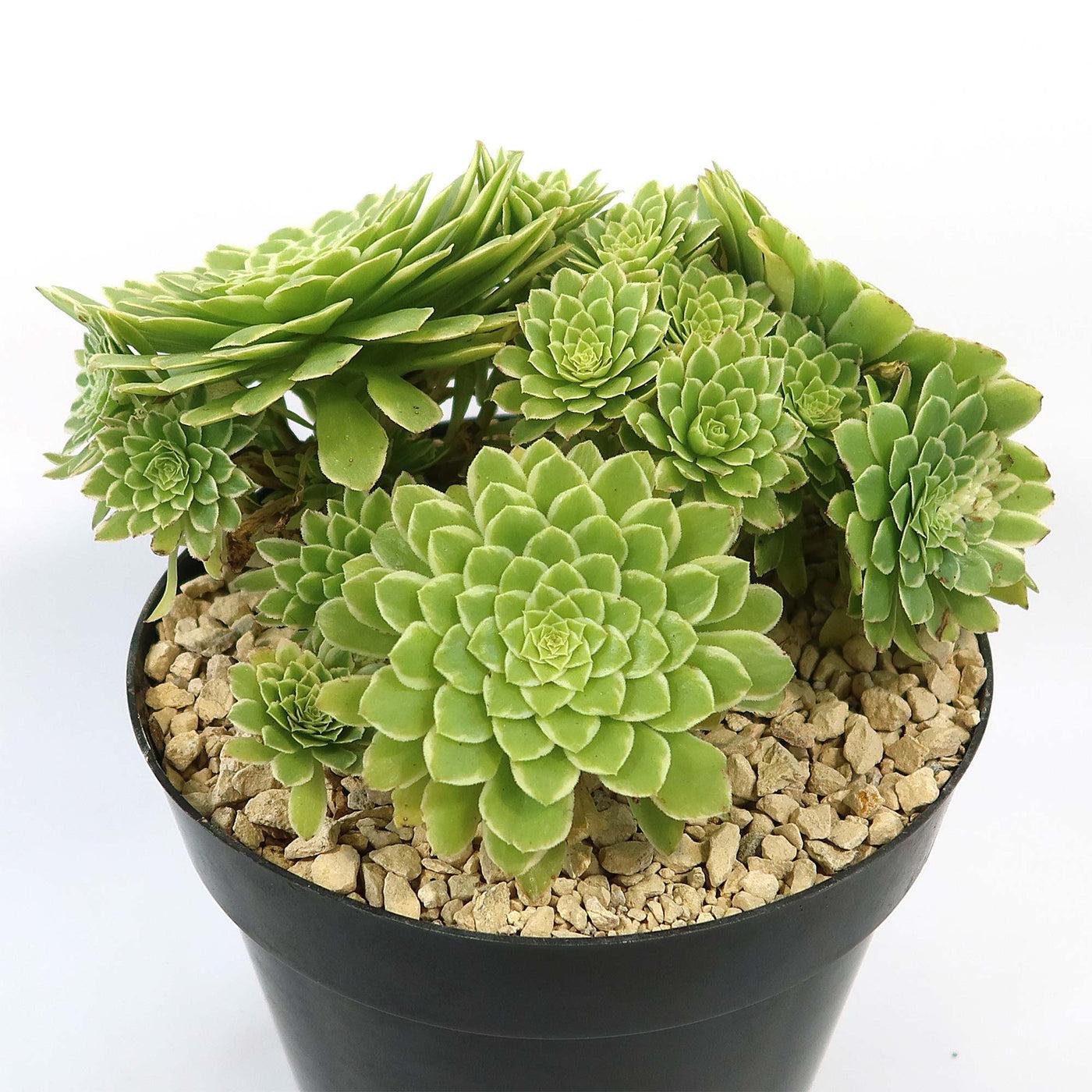 Succulent Aeonium Green White Emerald Rare - View 21 from www redcrocus com