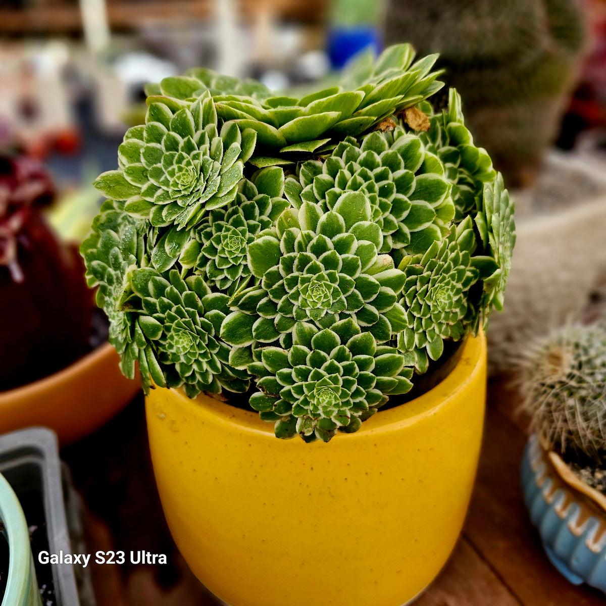 Succulent Aeonium Green White Emerald Rare - View 23 from www redcrocus com