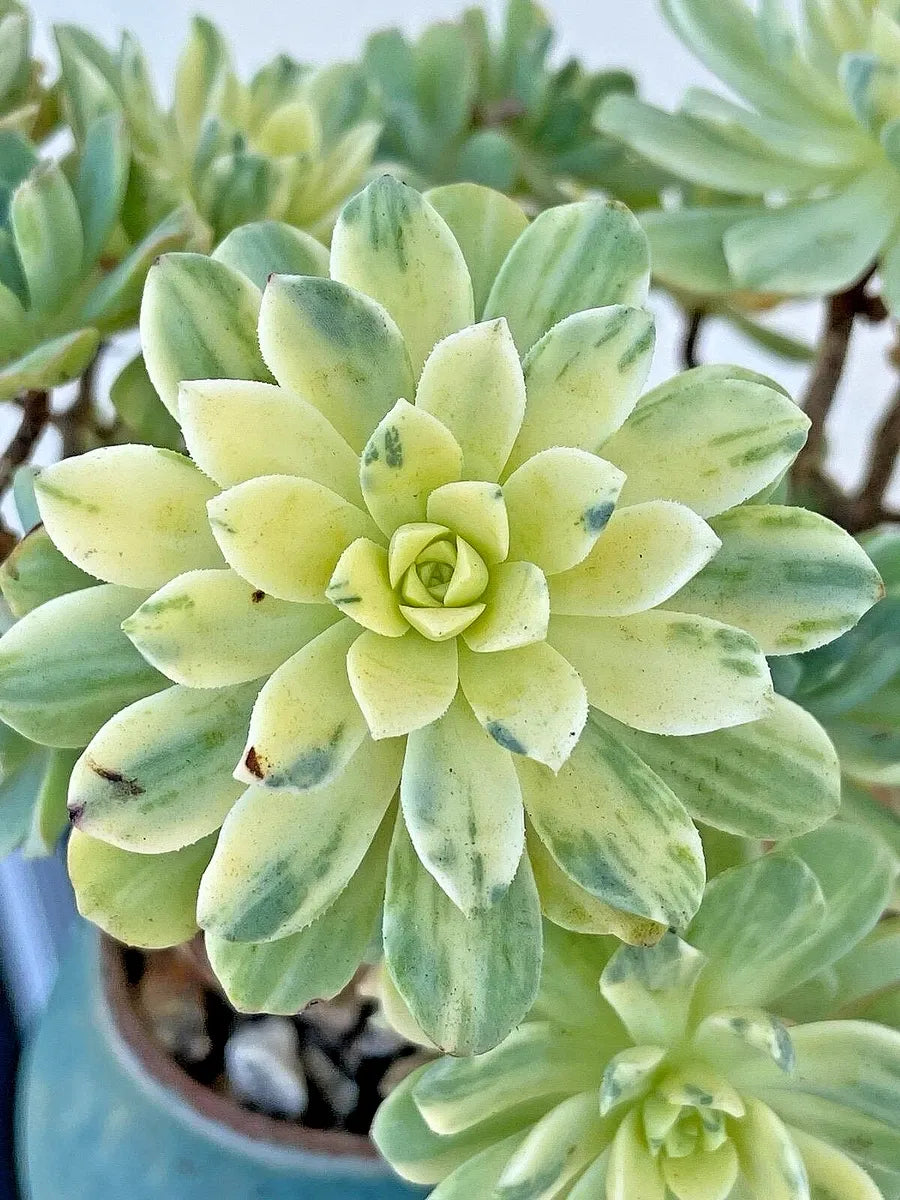 Succulent Aeonium Green White Emerald Rare - View 24 from www redcrocus com