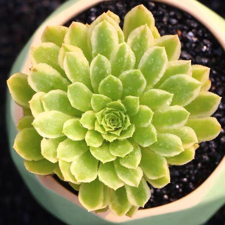 Succulent Aeonium Green White Emerald Rare - View 25 from www redcrocus com