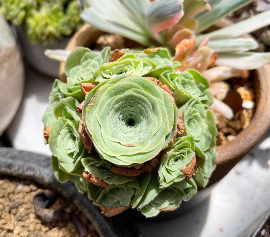 Succulent Aeonium Green White Emerald Rare - View 27 from www redcrocus com