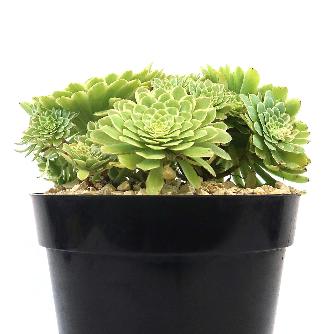 Succulent Aeonium Green White Emerald Rare - View 28 from www redcrocus com