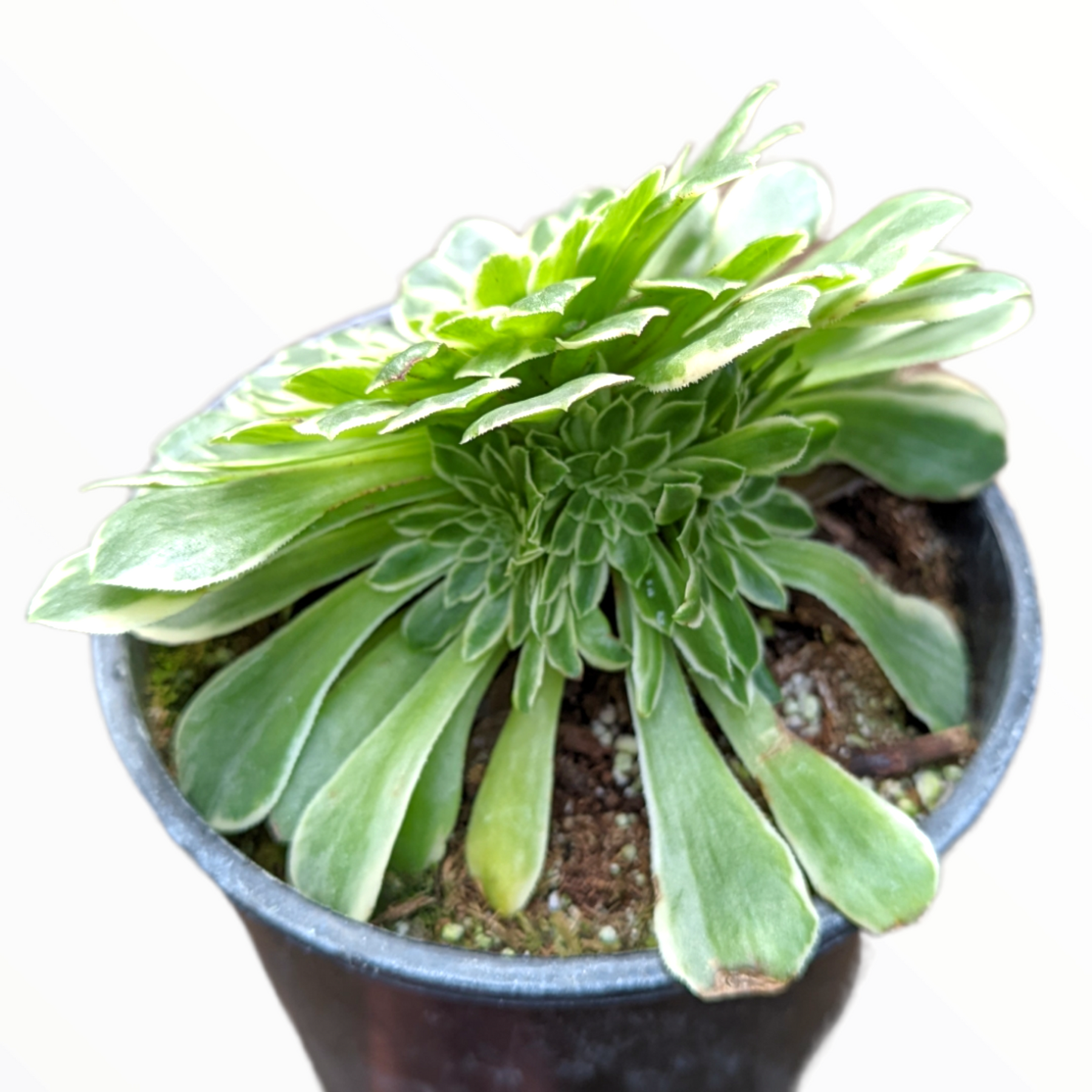 Succulent Aeonium Green White Emerald Rare - View 30 from www redcrocus com