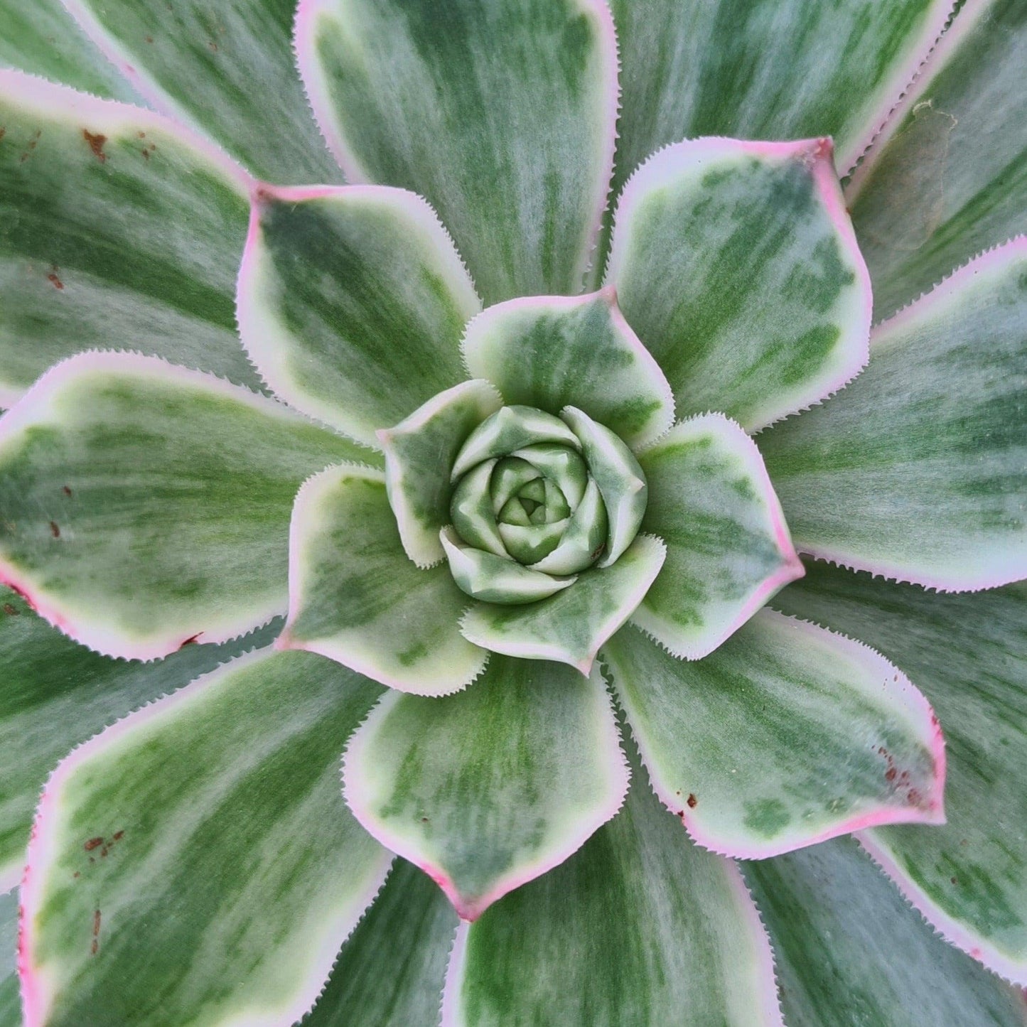 Succulent Aeonium Green White Emerald Rare - View 31 from www redcrocus com