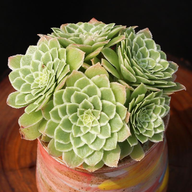 Succulent Aeonium Green White Emerald Rare - View 32 from www redcrocus com