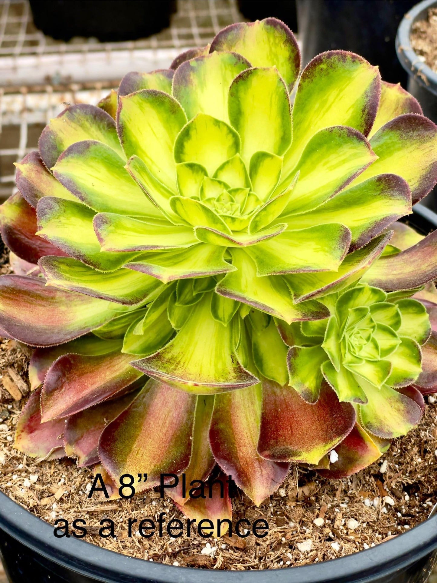 Succulent Aeonium Green White Emerald Rare - View 33 from www redcrocus com
