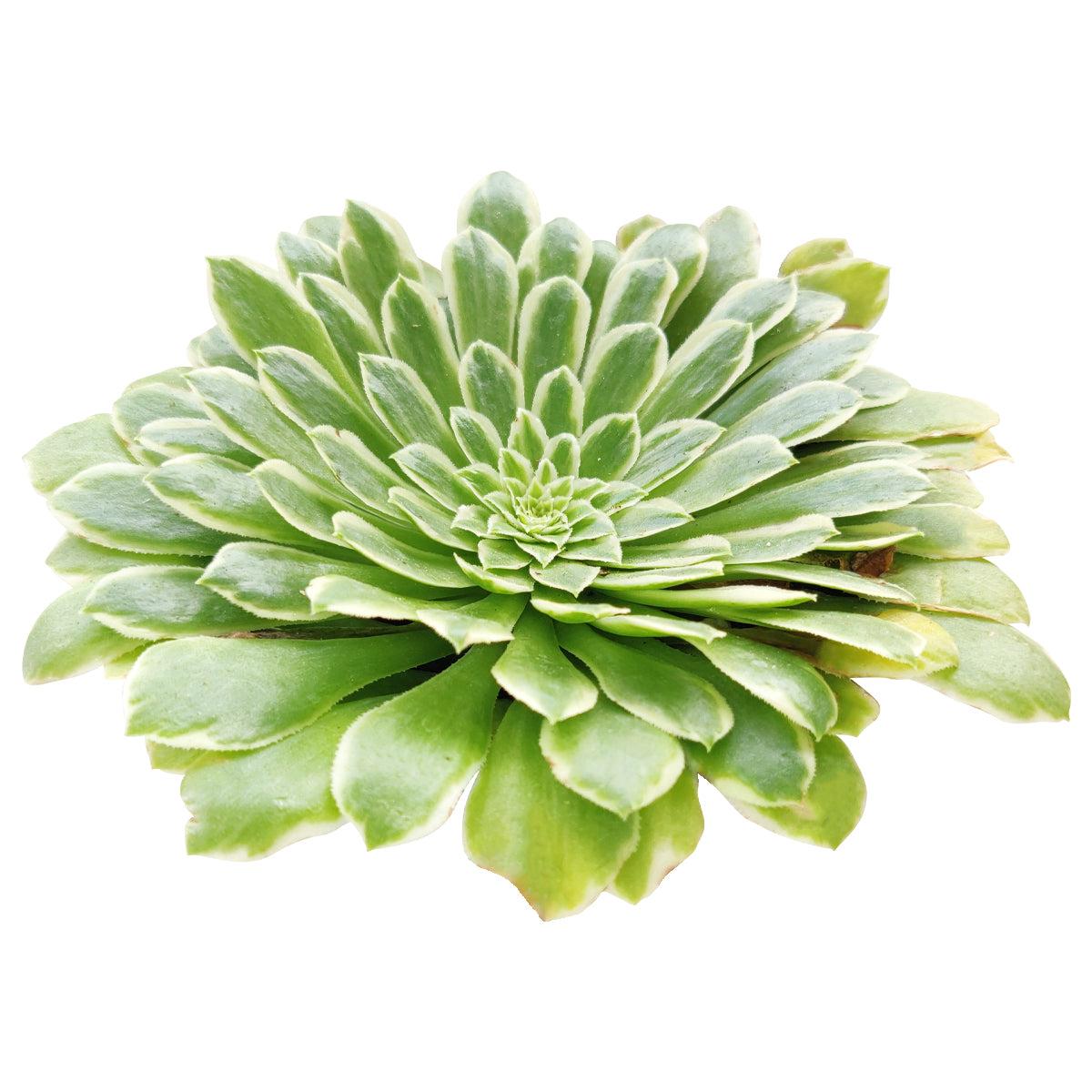 Succulent Aeonium Green White Emerald Rare - View 3 from www redcrocus com