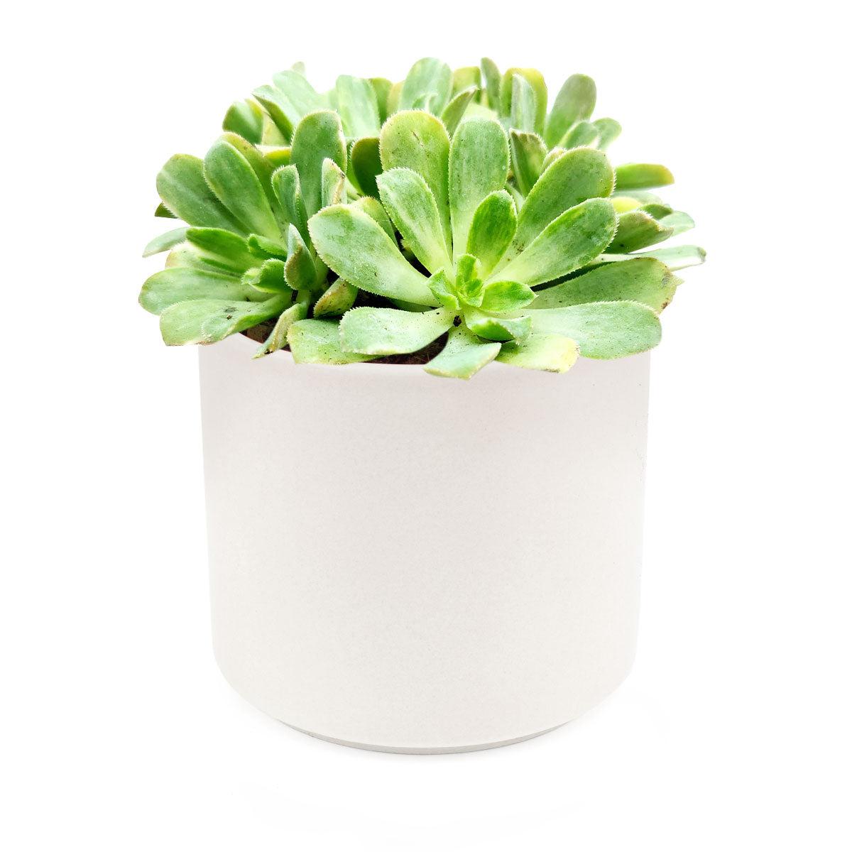 Succulent Aeonium Green White Emerald Rare - View 7 from www redcrocus com