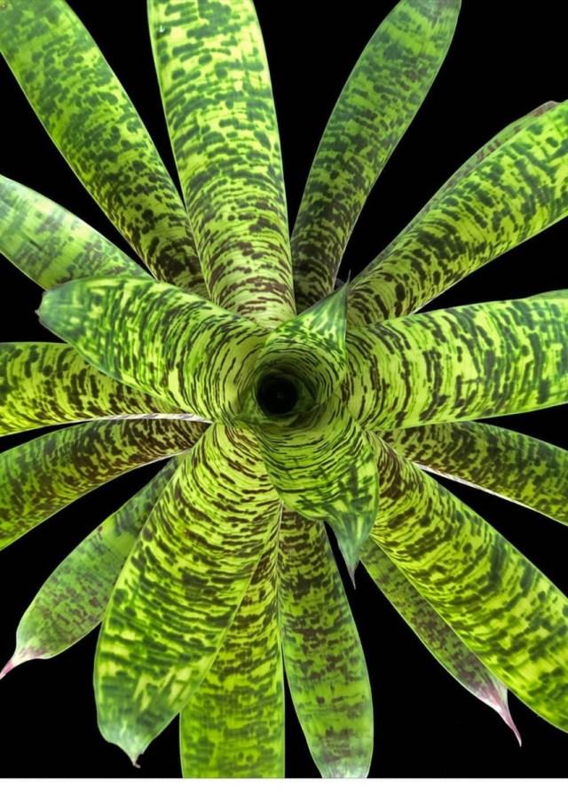 Af5 Bromilead Gruberii Ice - View 10 from www redcrocus com