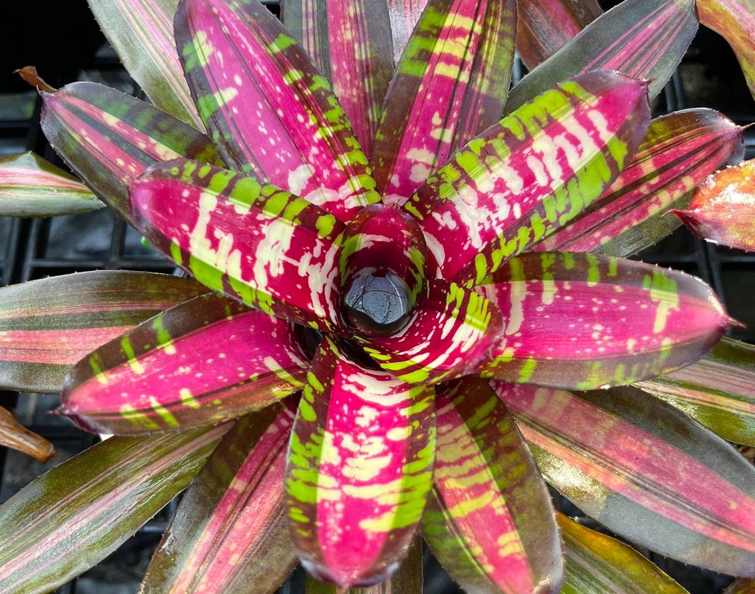 Af5 Bromilead Gruberii Ice - View 11 from www redcrocus com