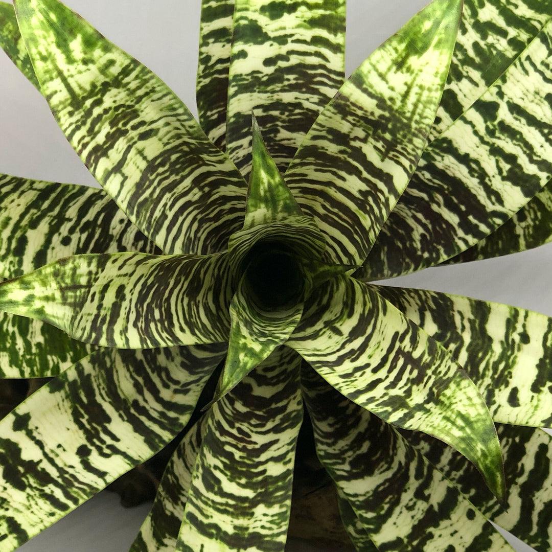 Af5 Bromilead Gruberii Ice - View 12 from www redcrocus com