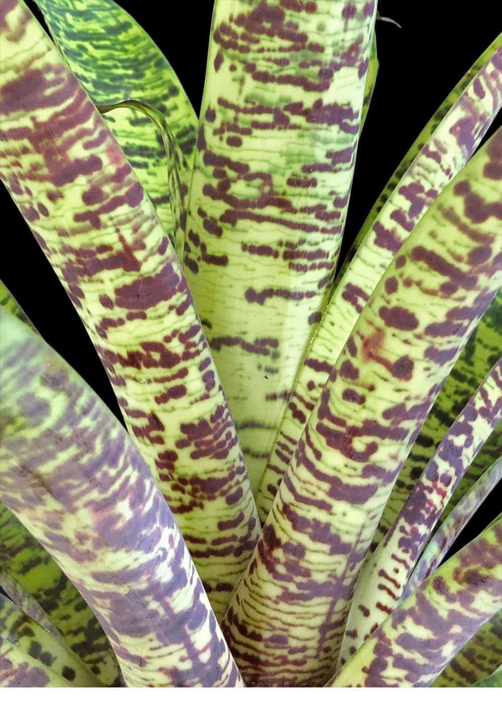 Af5 Bromilead Gruberii Ice - View 13 from www redcrocus com