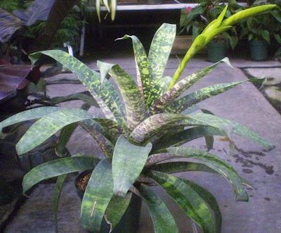 Af5 Bromilead Gruberii Ice - View 14 from www redcrocus com