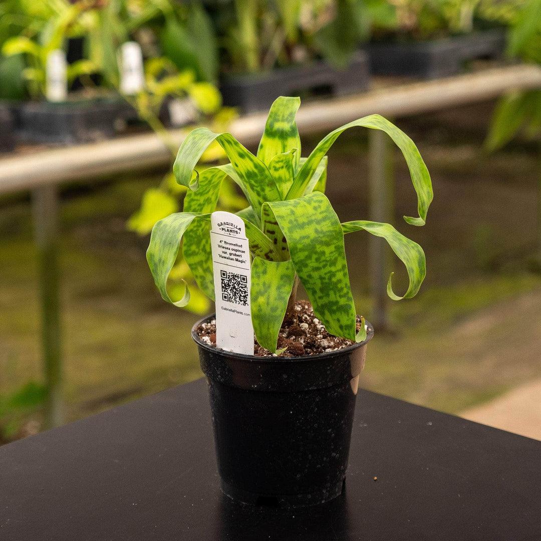 Af5 Bromilead Gruberii Ice - View 15 from www redcrocus com