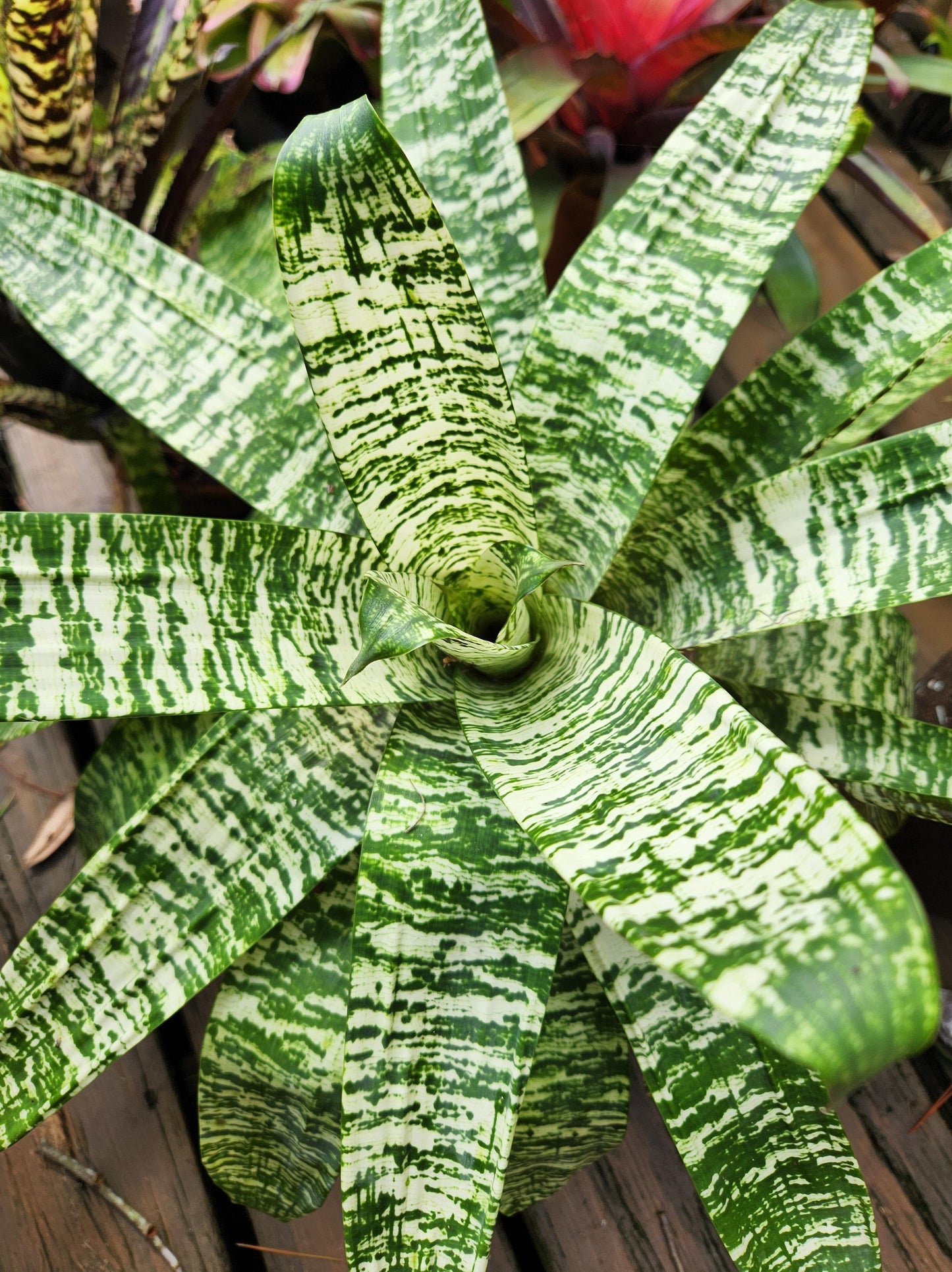 Af5 Bromilead Gruberii Ice - View 16 from www redcrocus com