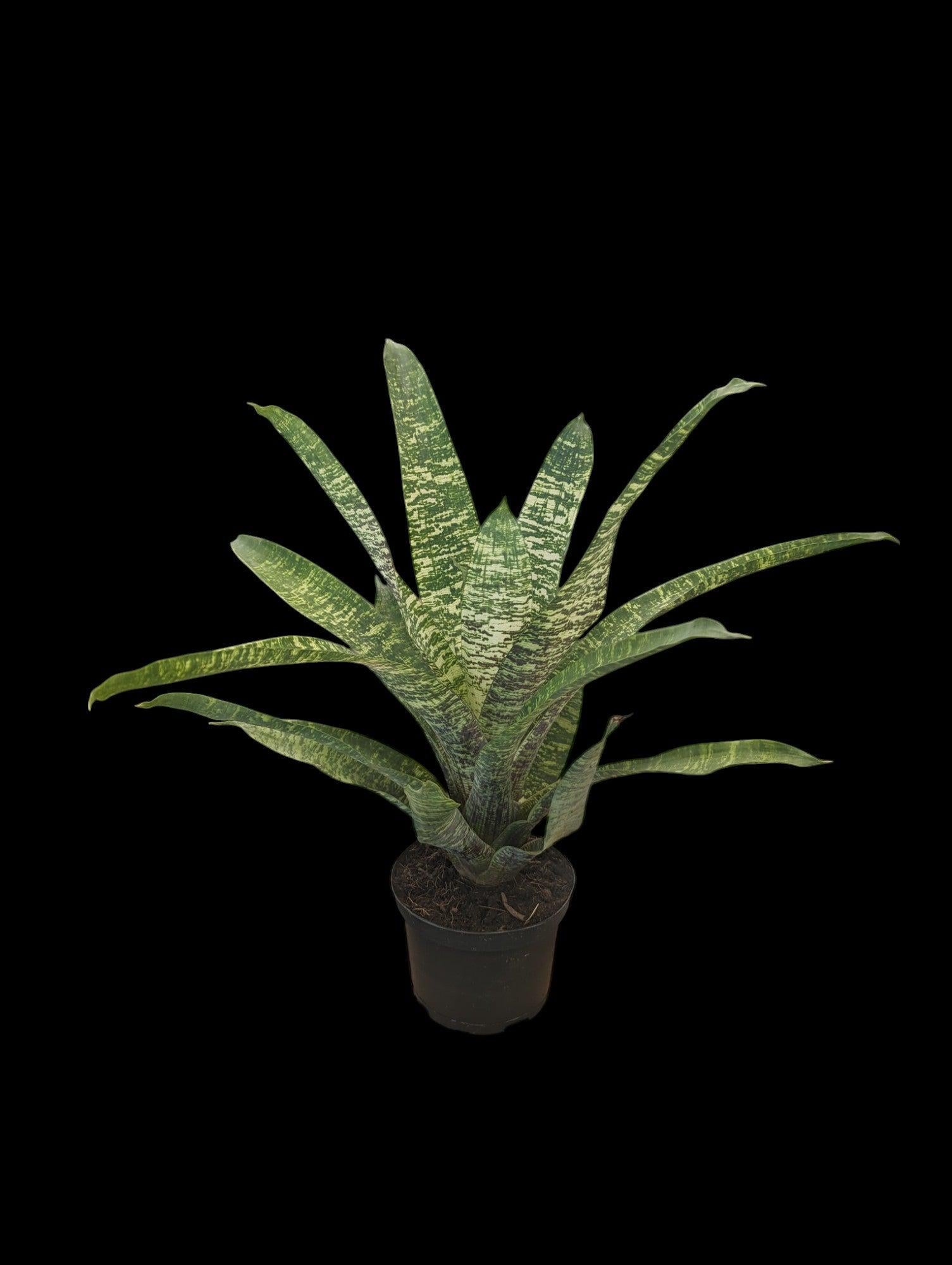 Af5 Bromilead Gruberii Ice - View 17 from www redcrocus com