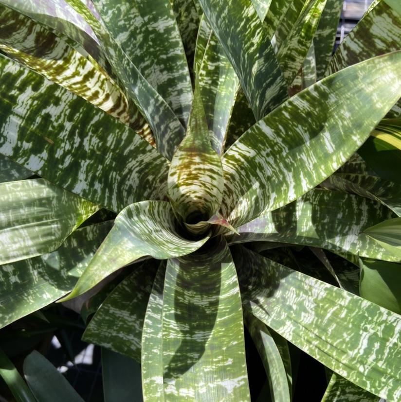 Af5 Bromilead Gruberii Ice - View 18 from www redcrocus com