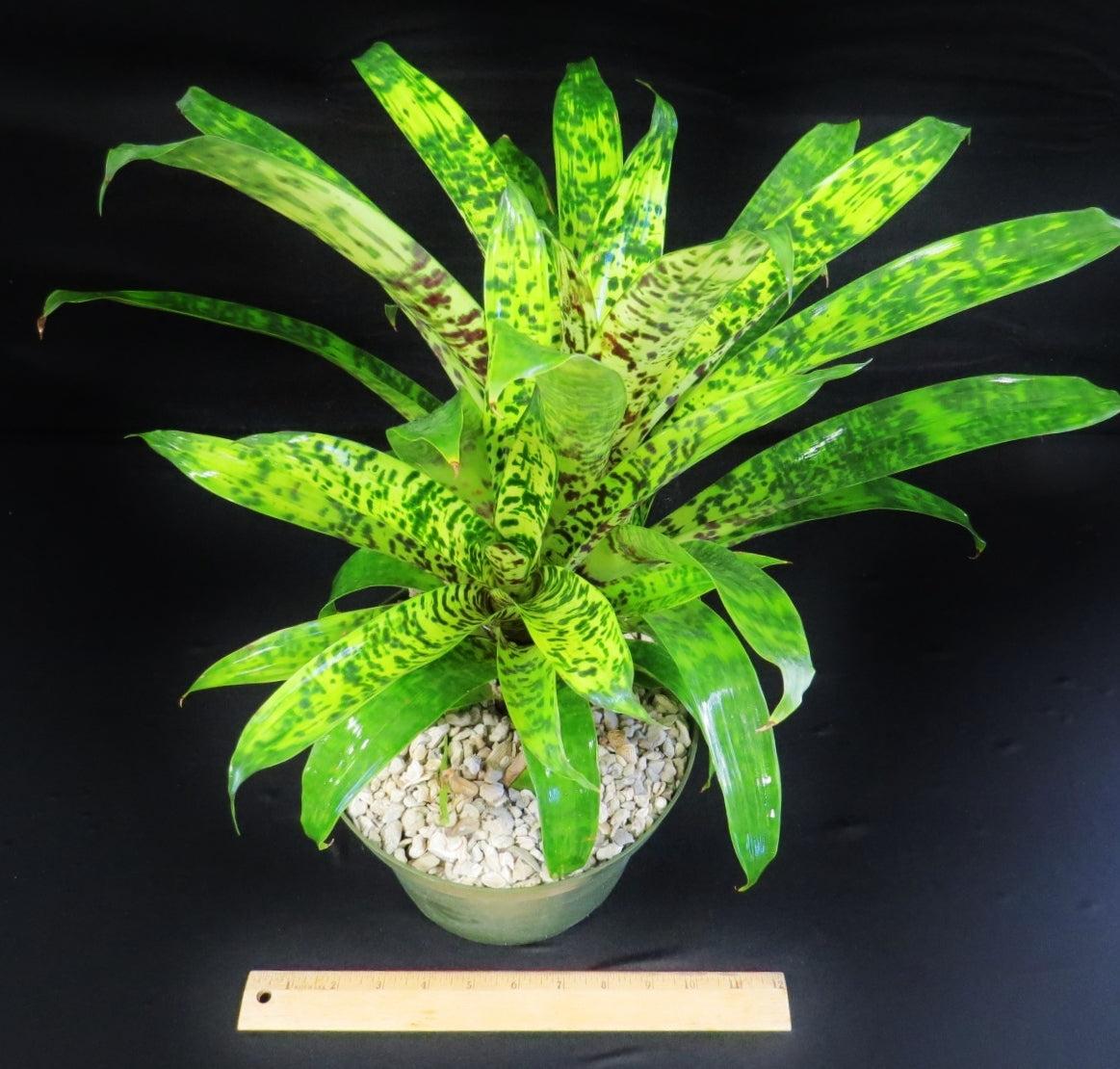 Af5 Bromilead Gruberii Ice - View 19 from www redcrocus com