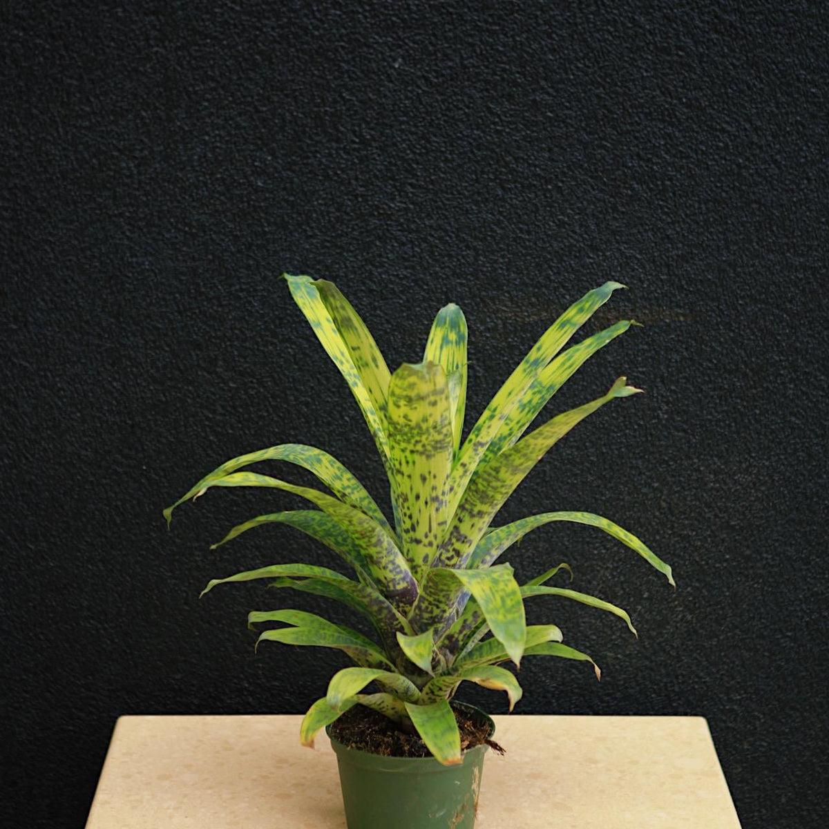 Af5 Bromilead Gruberii Ice - View 1 from www redcrocus com