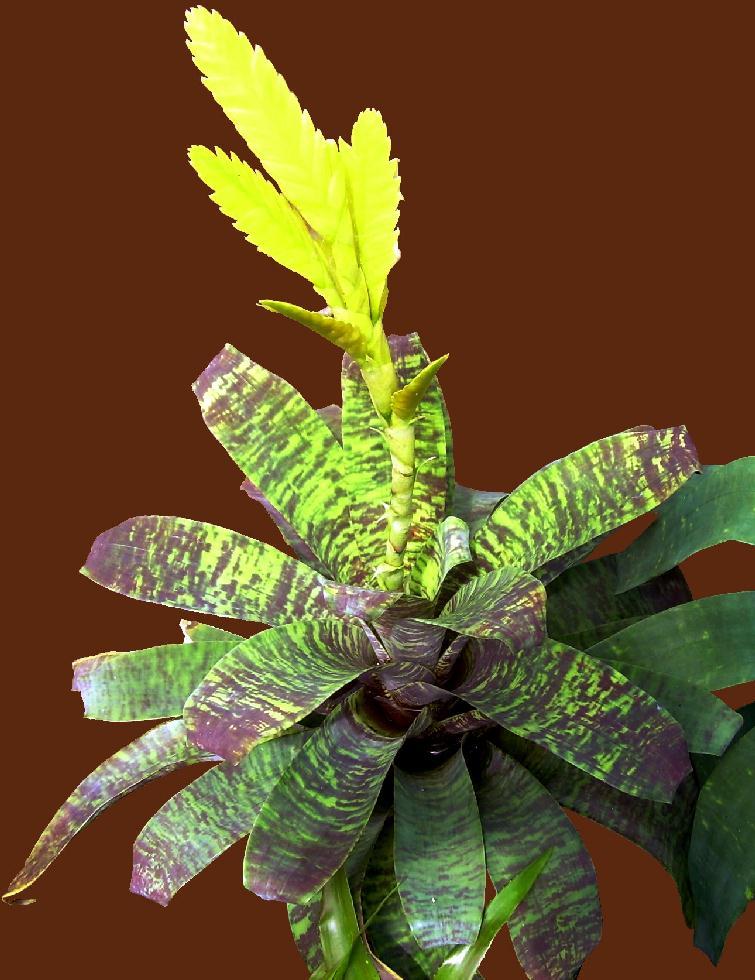 Af5 Bromilead Gruberii Ice - View 21 from www redcrocus com