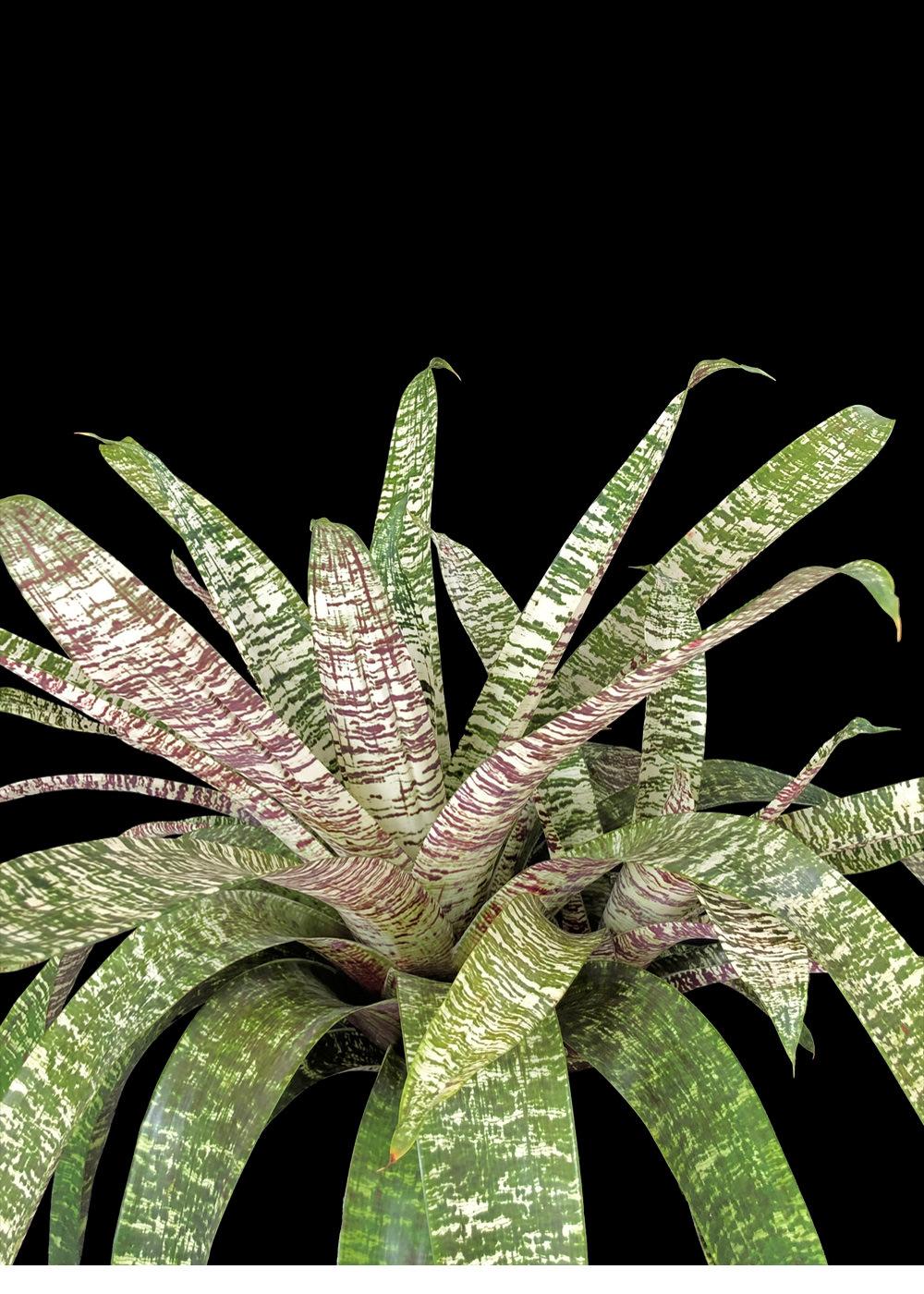 Af5 Bromilead Gruberii Ice - View 2 from www redcrocus com