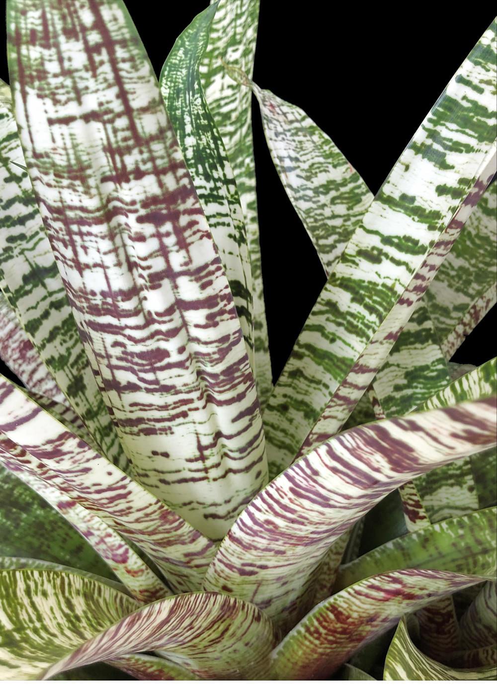 Af5 Bromilead Gruberii Ice - View 3 from www redcrocus com