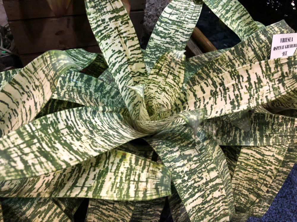 Af5 Bromilead Gruberii Ice - View 5 from www redcrocus com