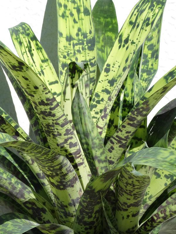 Af5 Bromilead Gruberii Ice - View 7 from www redcrocus com