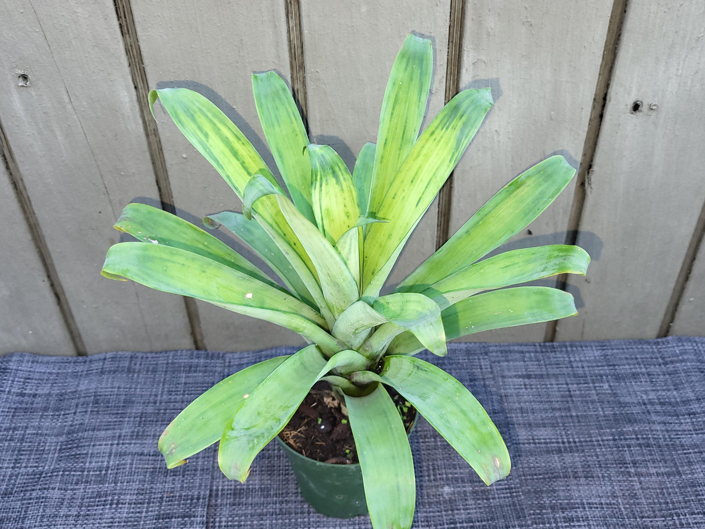 Af5 Bromilead Gruberii Ice - View 8 from www redcrocus com