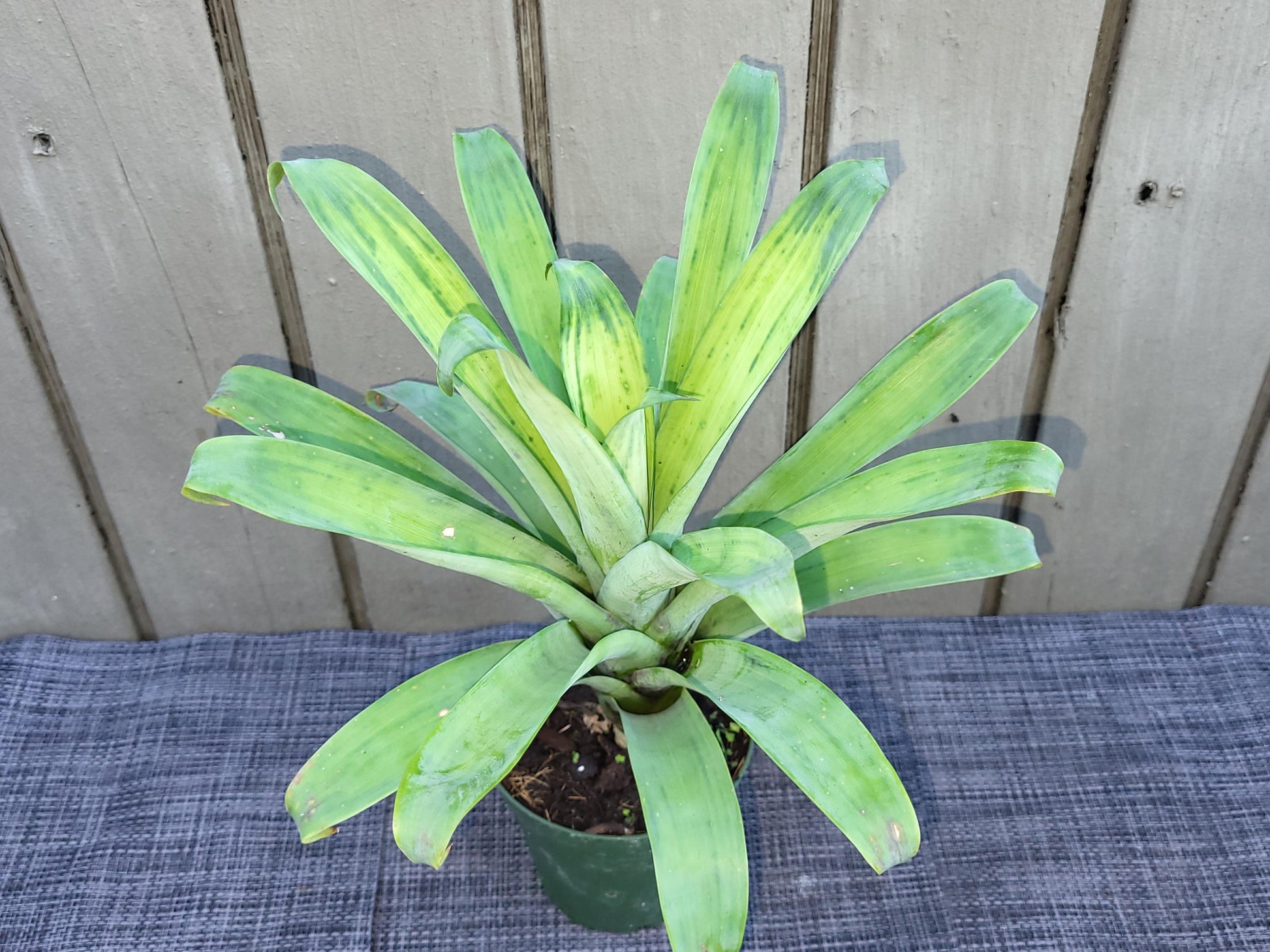 Af5 Bromilead Gruberii Ice - View 8 from www redcrocus com