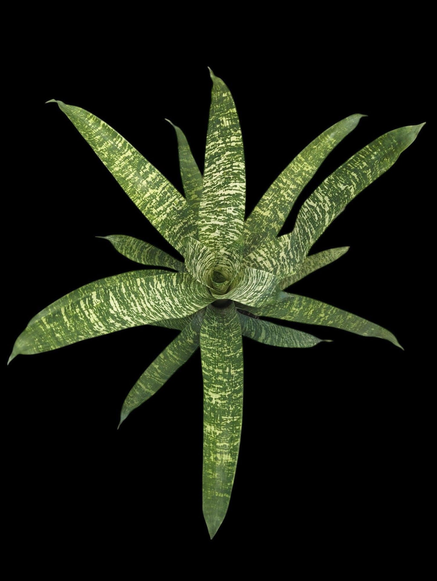 Af5 Bromilead Gruberii Ice - View 9 from www redcrocus com