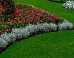 RedCrocus Calocephalus Silver Stone - Drought-Tolerant Silvery Gray Foliage Plant for Garden & Container  4" Pot (Pack of 2)