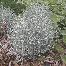 RedCrocus Calocephalus Silver Stone - Drought-Tolerant Silvery Gray Foliage Plant for Garden & Container  4" Pot (Pack of 2)