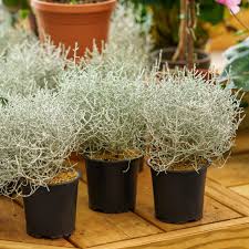 RedCrocus Calocephalus Silver Stone - Drought-Tolerant Silvery Gray Foliage Plant for Garden & Container  4" Pot (Pack of 2)