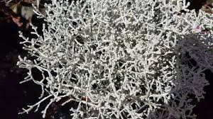 RedCrocus Calocephalus Silver Stone - Drought-Tolerant Silvery Gray Foliage Plant for Garden & Container  4" Pot (Pack of 2)