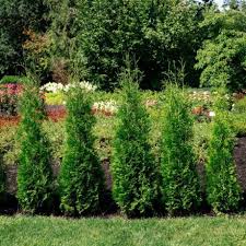 RedCrocus Taxus 'Maureen' Columnar Yew Live Plant – Narrow, Upright Evergreen for Hedges, Entry Accents & Containers; Dark-Green Needles, Low Maintenance  1 Gallon Nursery Pot