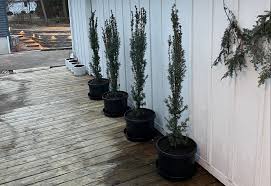 RedCrocus Taxus 'Maureen' Columnar Yew Live Plant – Narrow, Upright Evergreen for Hedges, Entry Accents & Containers; Dark-Green Needles, Low Maintenance  1 Gallon Nursery Pot