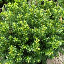 RedCrocus Taxus 'Maureen' Columnar Yew Live Plant – Narrow, Upright Evergreen for Hedges, Entry Accents & Containers; Dark-Green Needles, Low Maintenance  1 Gallon Nursery Pot