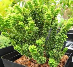 RedCrocus Taxus 'Maureen' Columnar Yew Live Plant – Narrow, Upright Evergreen for Hedges, Entry Accents & Containers; Dark-Green Needles, Low Maintenance  1 Gallon Nursery Pot