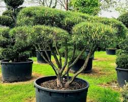 RedCrocus Taxus Fastigiata (Irish Yew) – Columnar Evergreen, Upright Architectural Yew for Formal Gardens, Entries & Borders – Full Sun to Shade, Prunable, Well-Drained Soil – Live Plant  2 Gallon Nursery Pot
