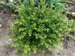 RedCrocus Steeds Japanese Holly Live Plant (Ilex crenata 'Steeds') - Evergreen Upright Shrub for Hedges and Foundation Planting, Full Sun to Part Shade, Hardy Zones 5-8  10 Gallon Nursery Pot