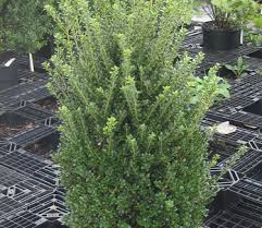 RedCrocus Steeds Japanese Holly Live Plant (Ilex crenata 'Steeds') - Evergreen Upright Shrub for Hedges and Foundation Planting, Full Sun to Part Shade, Hardy Zones 5-8  10 Gallon Nursery Pot