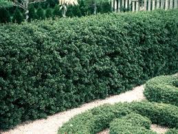 RedCrocus Steeds Japanese Holly Live Plant (Ilex crenata 'Steeds') - Evergreen Upright Shrub for Hedges and Foundation Planting, Full Sun to Part Shade, Hardy Zones 5-8  10 Gallon Nursery Pot
