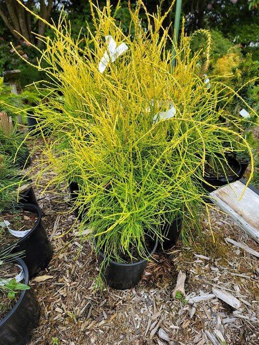 F92 Thuja Orientalis 'franky Boy' Yellow Whipcord - View 1 from www redcrocus com