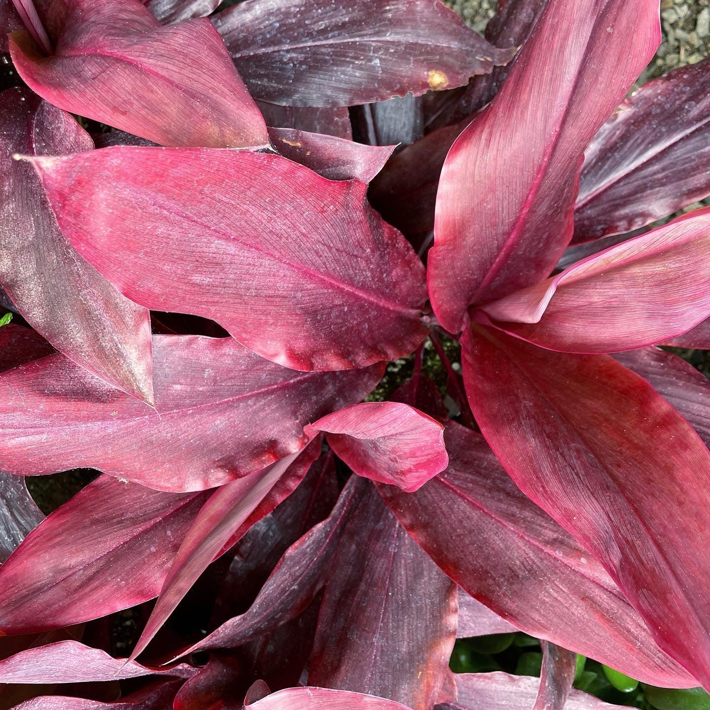 Ff3 Cordyline Fruticosa Auntie Low - View 12 from www redcrocus com