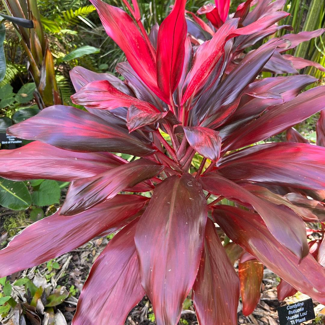 Ff3 Cordyline Fruticosa Auntie Low - View 25 from www redcrocus com