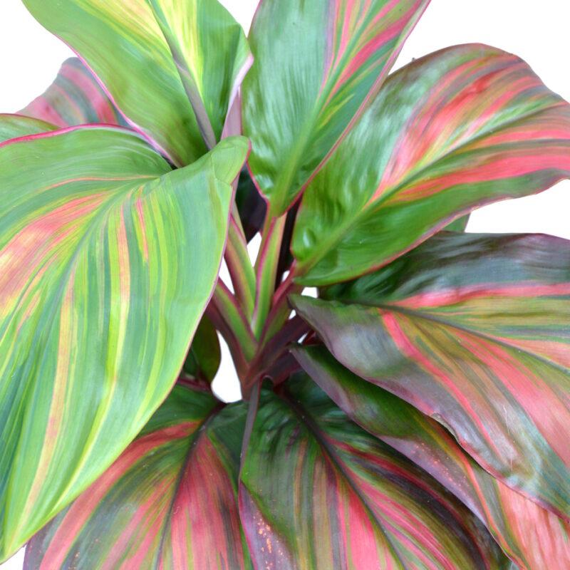 Ff3 Cordyline Fruticosa Auntie Low - View 31 from www redcrocus com