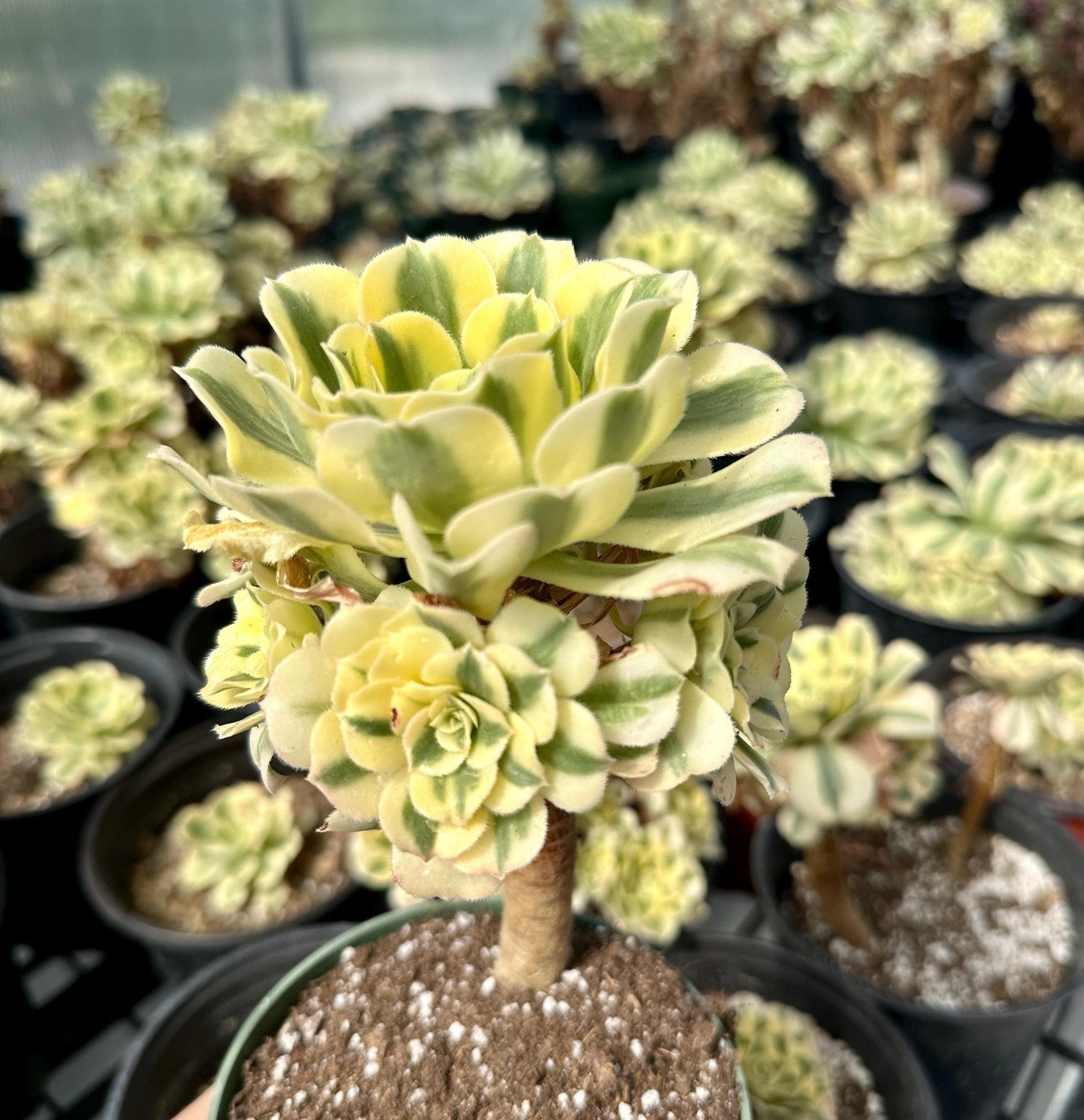 Succulent Aeonium Eucarie Rare - View 12 from www redcrocus com